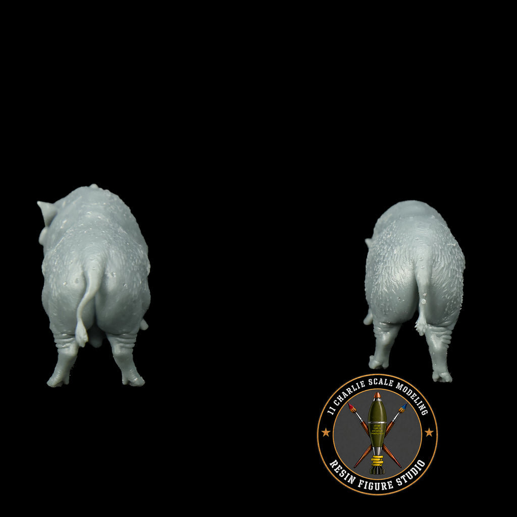 Set of Vietnamese Potbelly Pigs